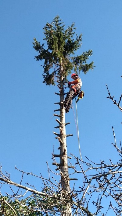 Jardiner Llorenç podando un árbol