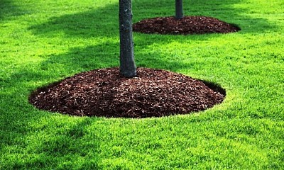 Mulching en árbol